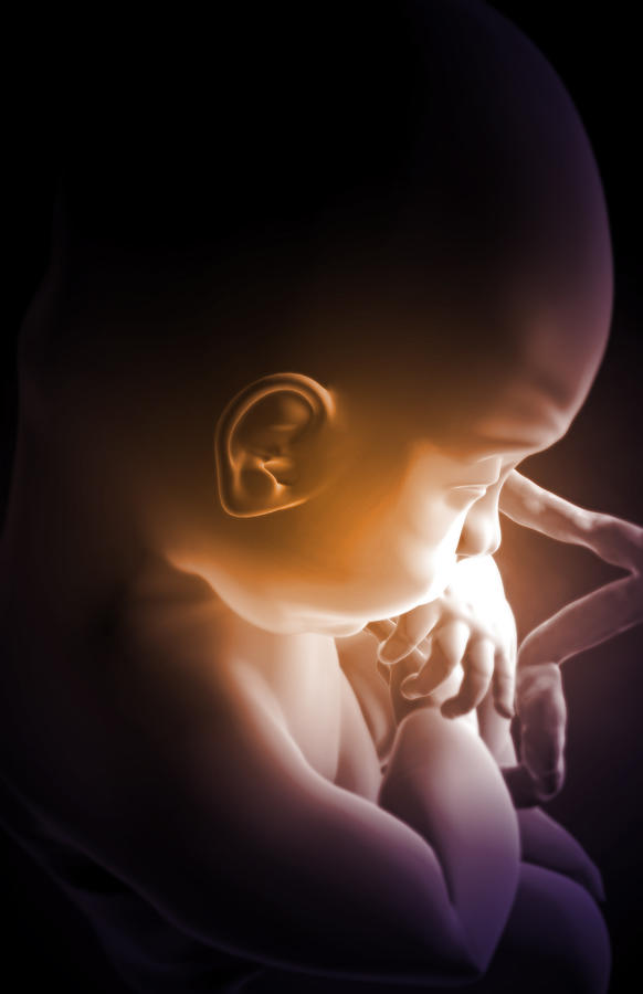 Embryonic Development Digital Art by MedicalRF.com