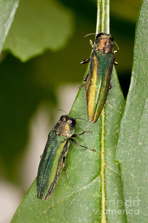 Emerald Ash Borer Photograph by Science Source