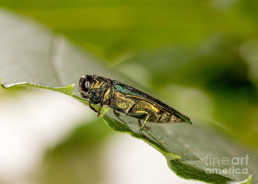 Emerald Ash Borers Photograph by Science Source