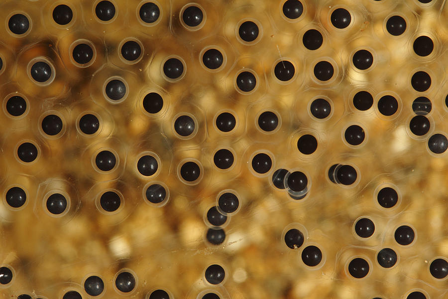Emerald-eyed Treefrog Eggs Photograph by Cyril Ruoso Emerald-eyed Treefrog Eggs Photograph by Cyril Ruoso
