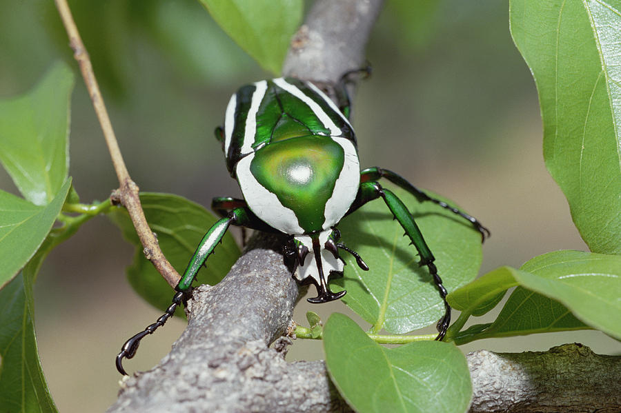 Emerald Fruit Chafer Beetle Photograph by Gerry Ellis
