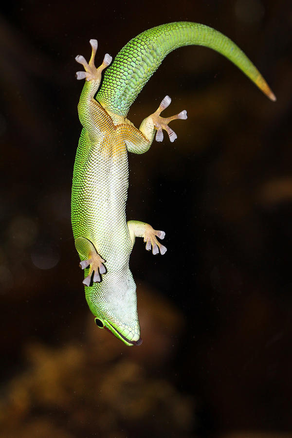 Emerald Gecko Photograph by Elizabeth Hart - Pixels