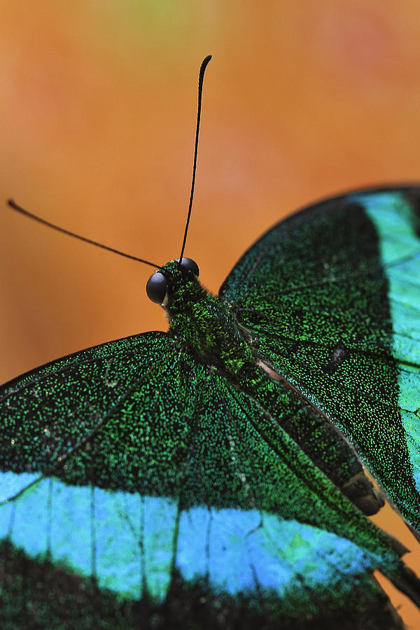 Emerald Swallowtail Photograph by Perla Copernik