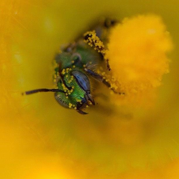 Macro Photograph - Emerald Sweet Bee Camped Out In A by Gary Stasiuk