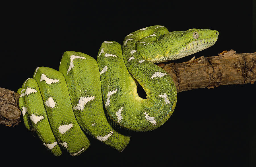 Emerald Tree Boa Corallus Caninus Photograph by Pete Oxford