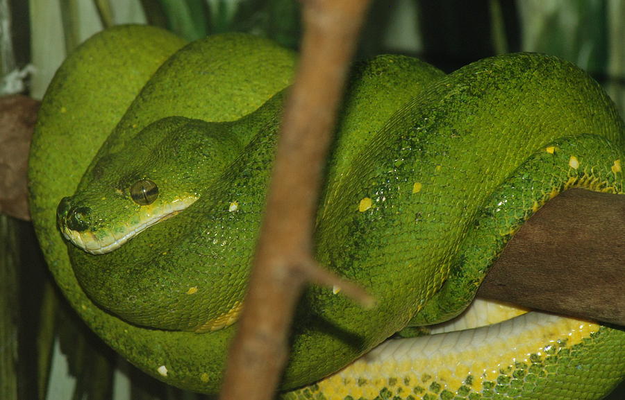 Emerald tree Boa Photograph by Kathy Gibbons - Fine Art America