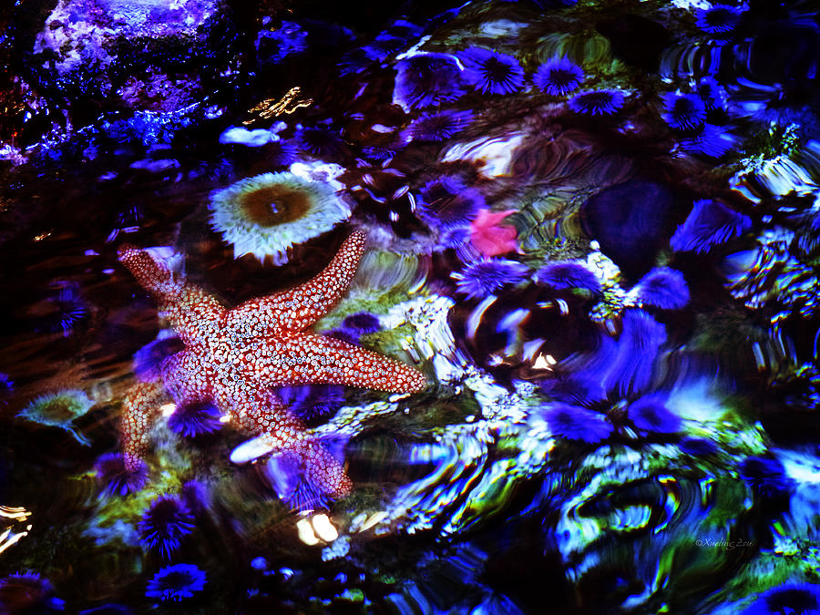 Emerged Starfish Photograph by Xueling Zou