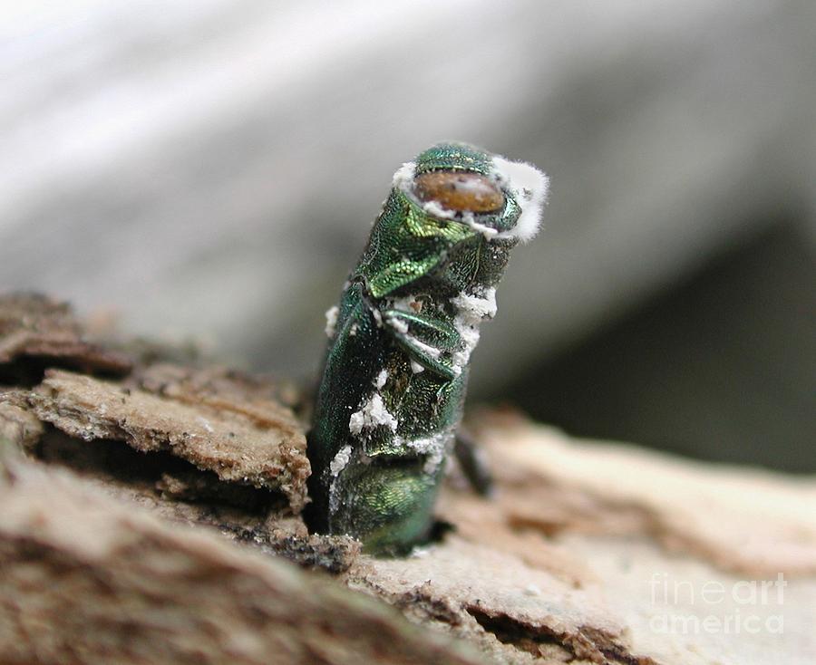 Emerging Ash Borer With Fungus Photograph by Science Source