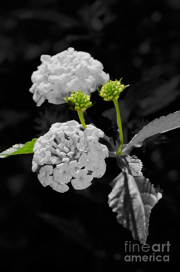 Flower Photograph - Emerging by Betty LaRue