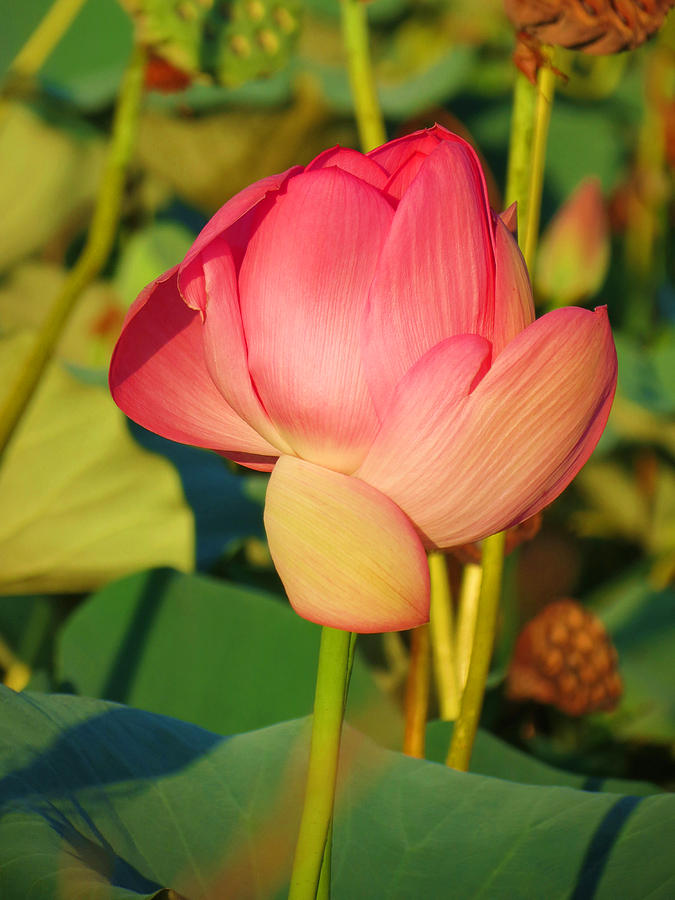 Emerging lotus Photograph by Vijay Sharon Govender
