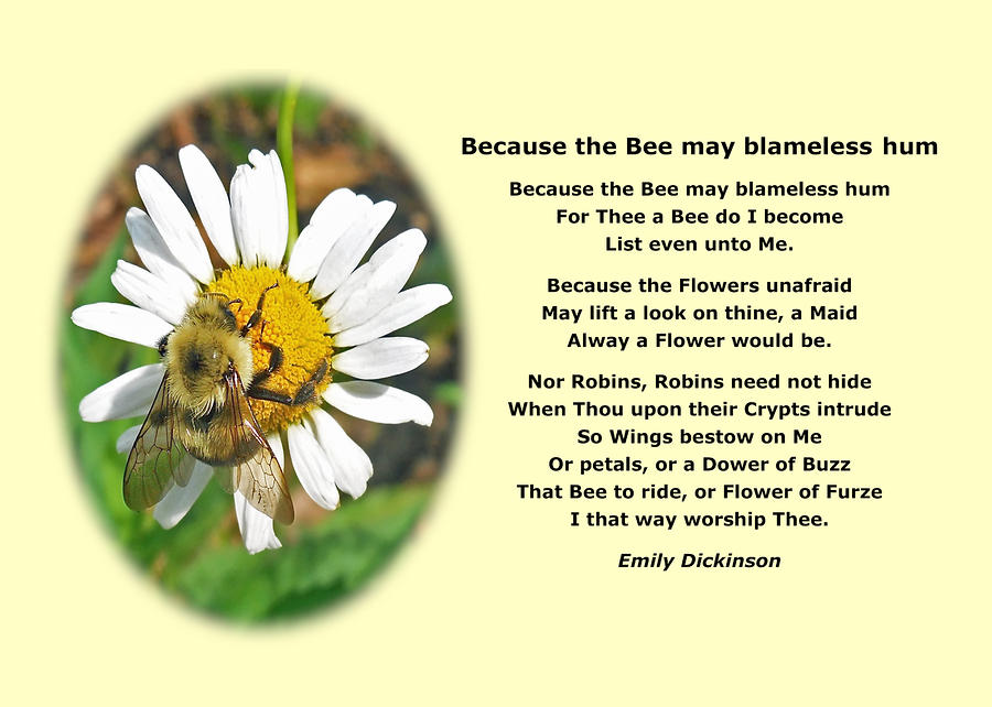 Emily Dickinson Poster Bee Naure Poetry by Maxwell