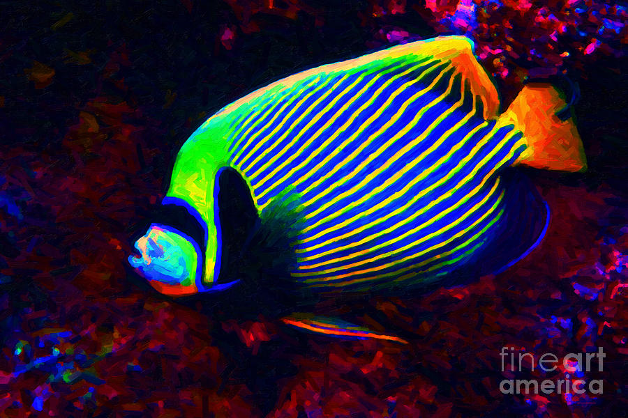 Fish Photograph - Emperor Angelfish by Wingsdomain Art and Photography