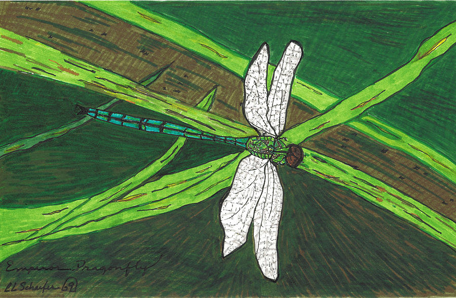 Emperor Dragonfly Drawing by Carolyn L Schaefer