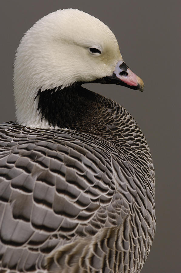 Emperor Goose Anser Canagicus Photograph by Pete Oxford