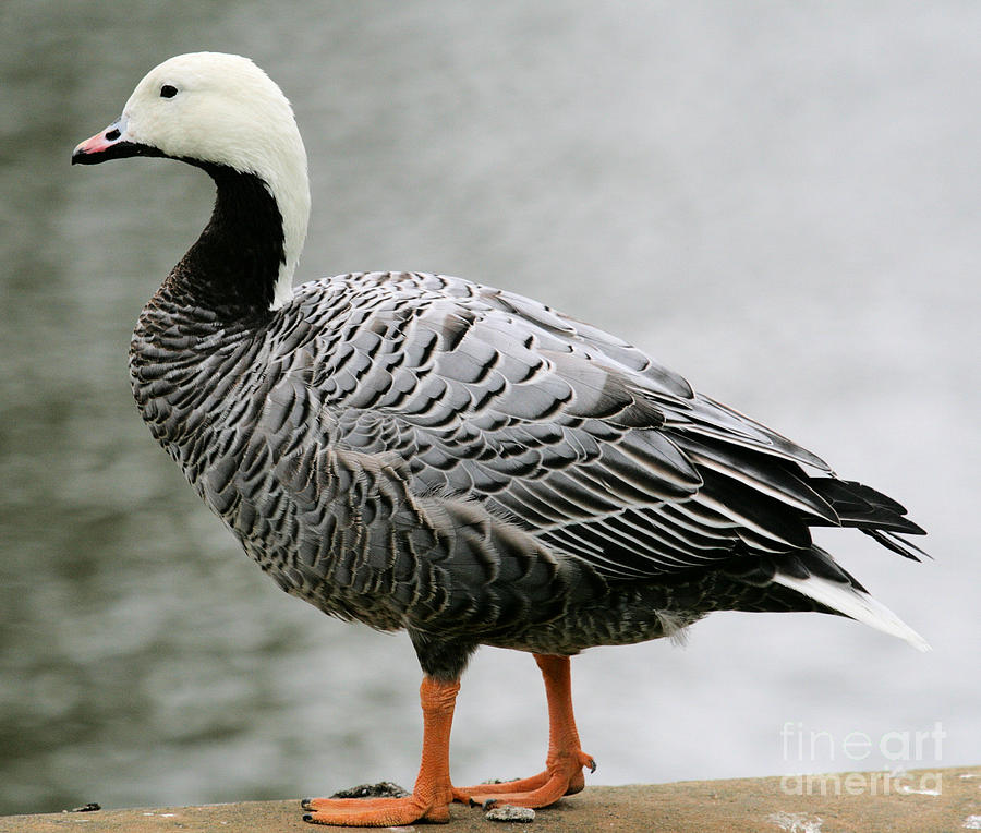 Emperor Goose Photograph by Ruth Hallam | Fine Art America