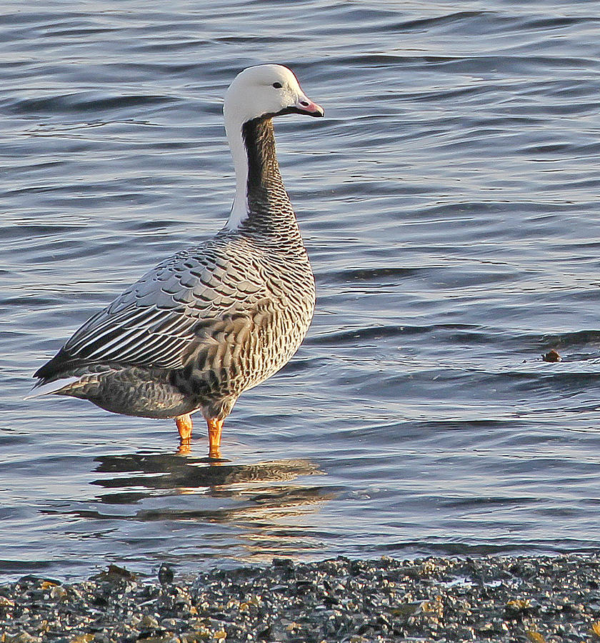 Emperor Goose Photograph by Sam Amato