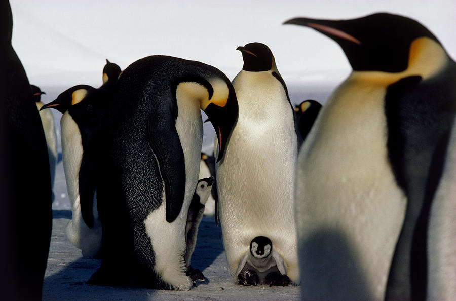 Emperor Penguins Sheltering Chicks Photograph by Doug Allan - Fine Art ...