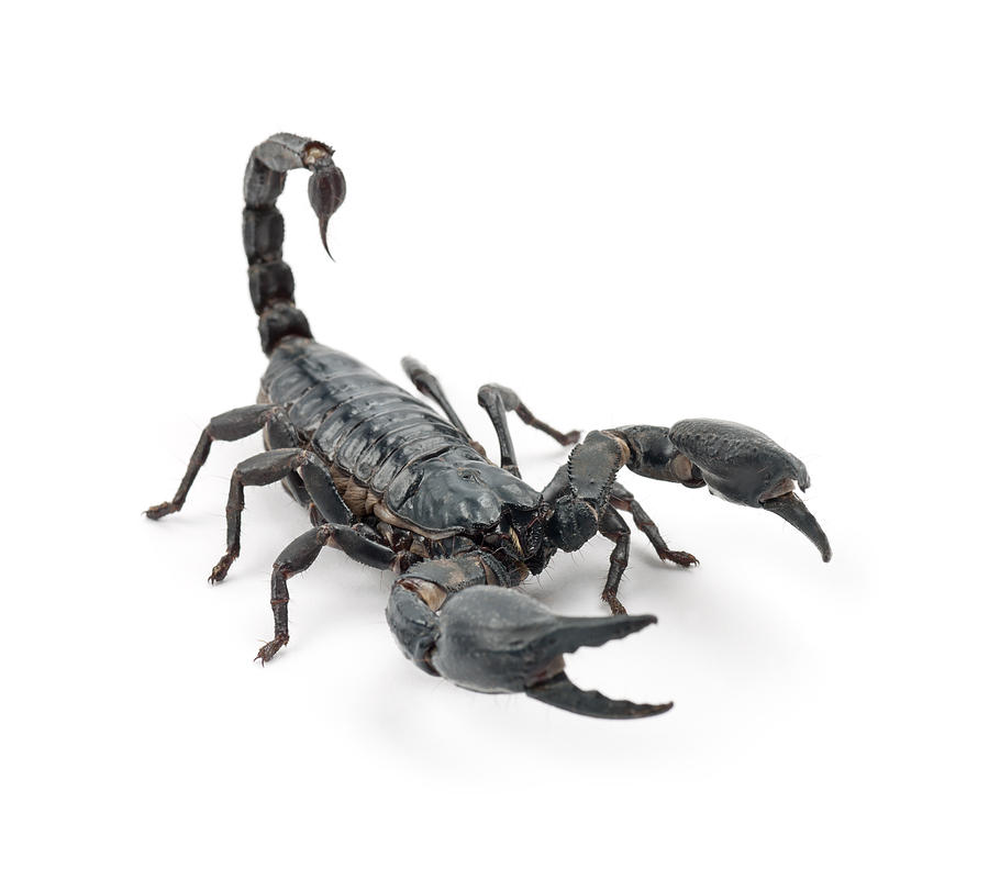 Emperor Scorpion - Pandinus Imperator Photograph By Life On White