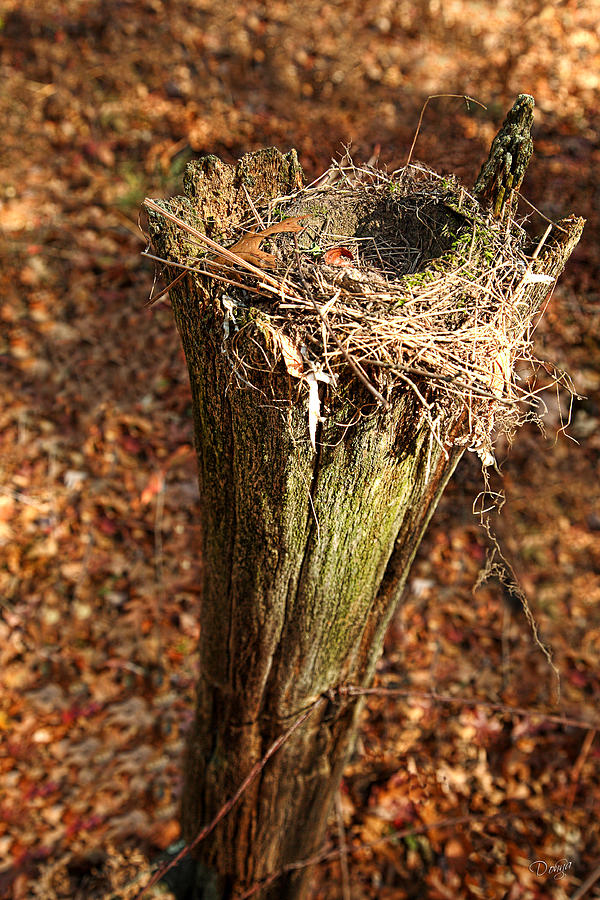 Fall Photograph - Empty Nest by Donna Swiecichowski