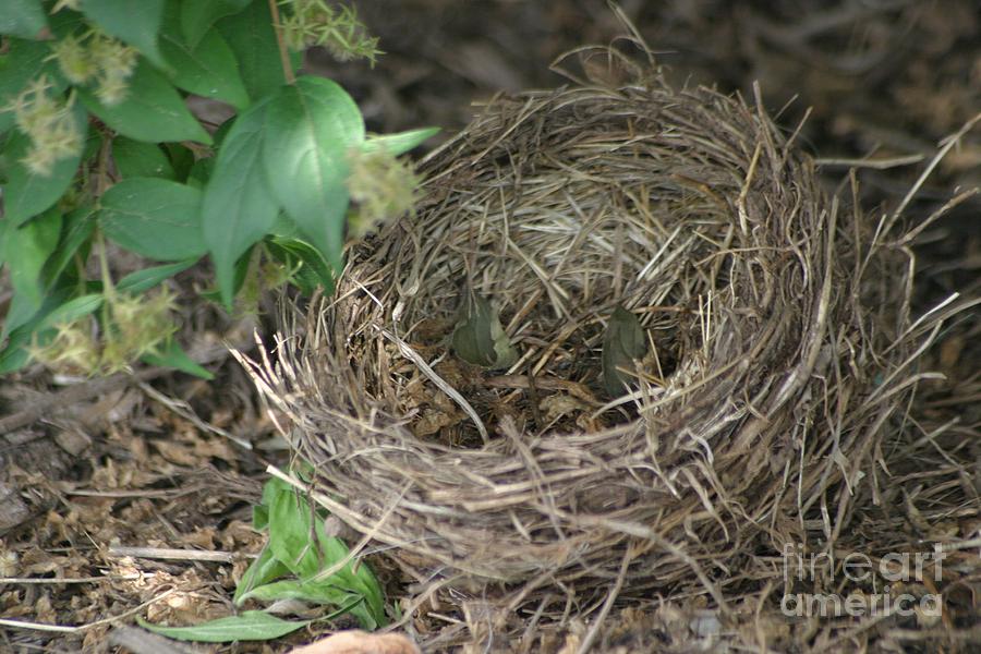 Empty Nest Photograph by Living Color Photography Lorraine Lynch