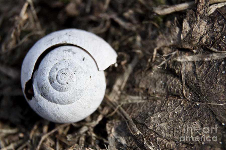 Snail Photograph - Empty Shell by Agnieszka Kubica