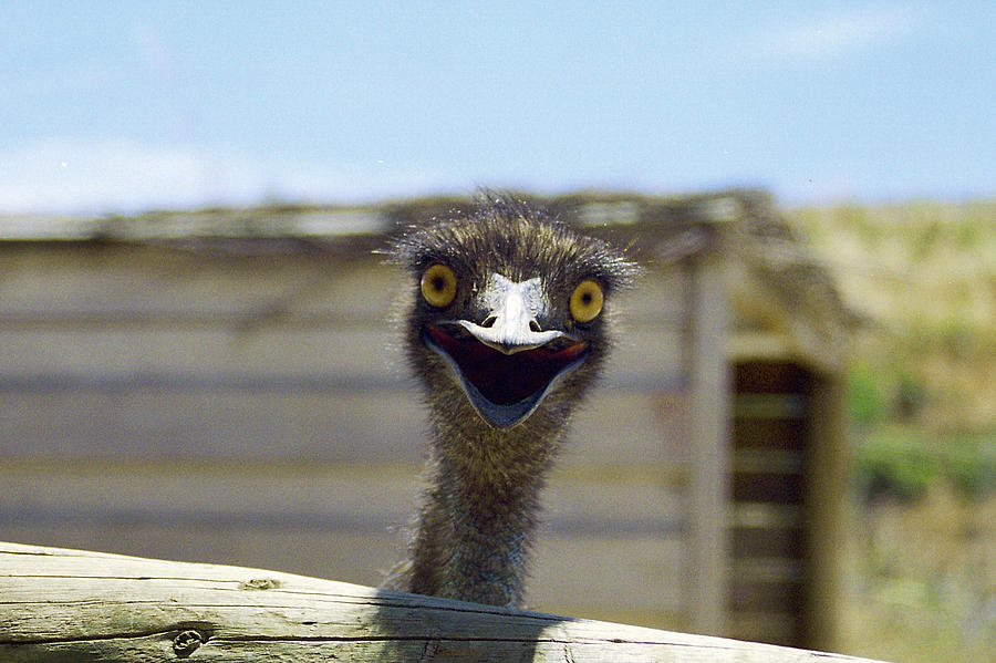 Emu Photograph - Emu - Emu Panoramic by Luke Kneale