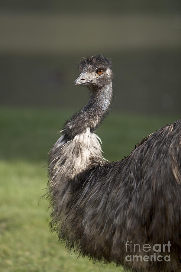 Emu Photograph by Alex Rowbotham - Pixels