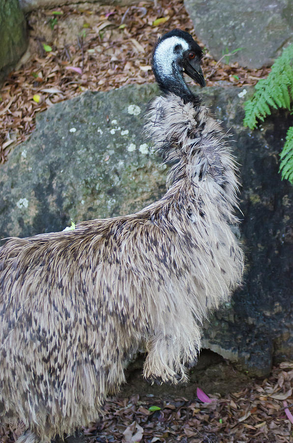 Emu Photograph by Harry Strharsky