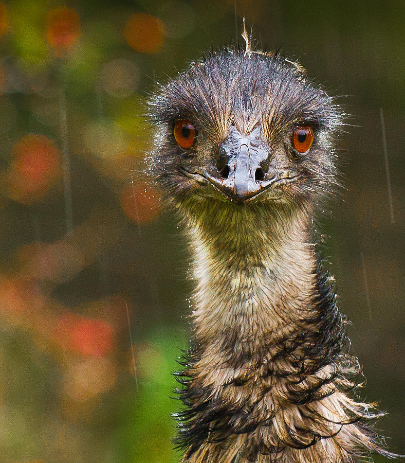 Emu in the rain Photograph by Jean Noren