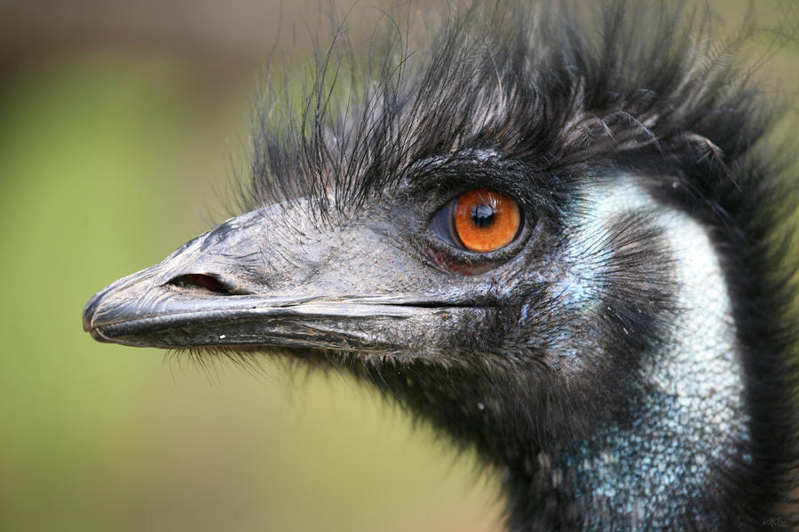 Emu Photograph - Emu by Karol Livote