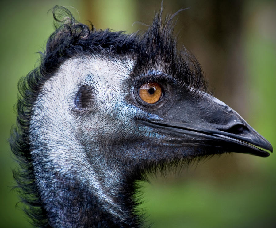 Emu  Photograph by Kym Clarke