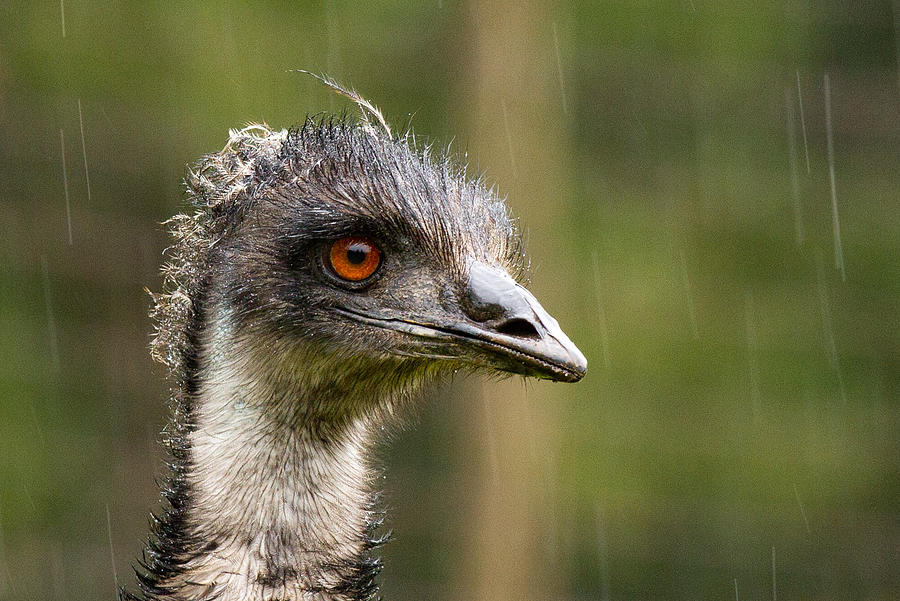Bird Photograph - Emu profile by Jean Noren