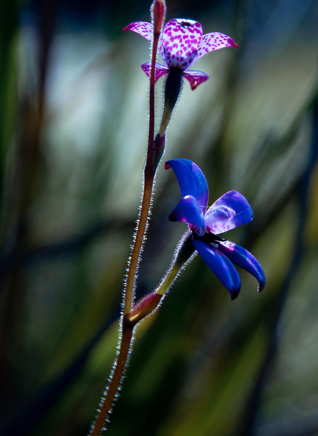 Spring Photograph - Enamel Orchid by Heather Thorning