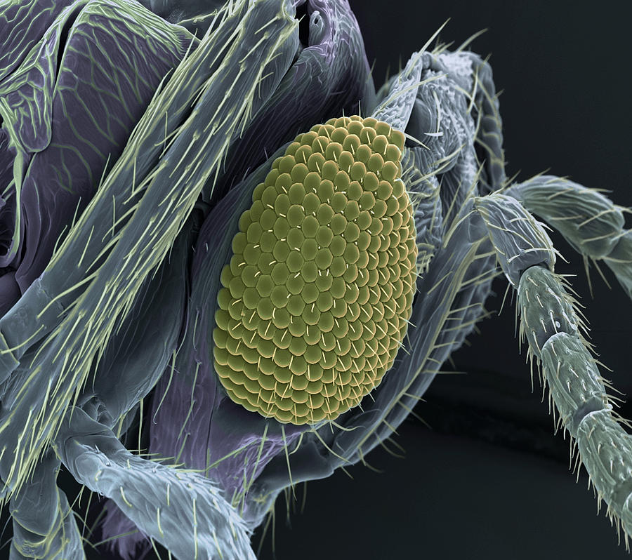 Encarsia Wasp Head, Sem Photograph by Steve Gschmeissner - Pixels