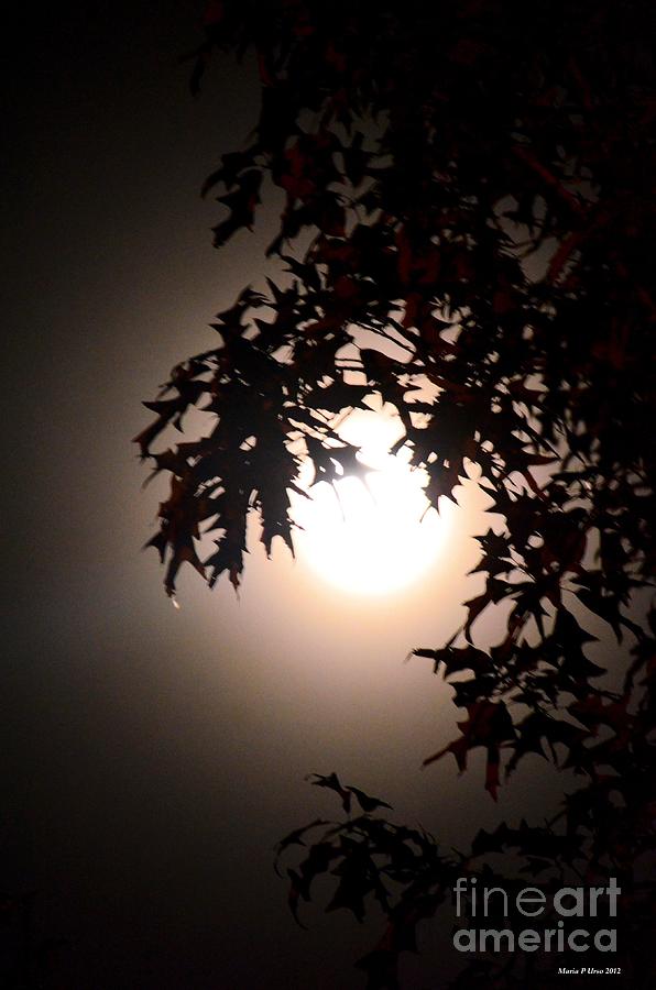 Enchanted By Moonlight Photograph by Maria Urso