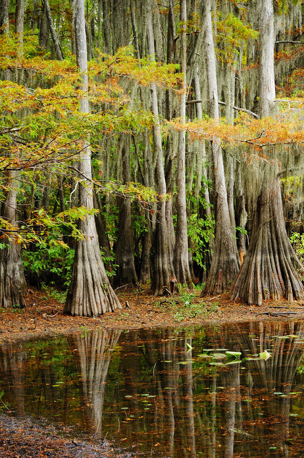 Enchanted Cypress Forest Photograph by Iris Greenwell