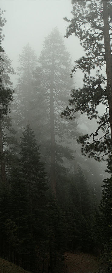 Enchanted Forest Cropped Photograph by David Armentrout