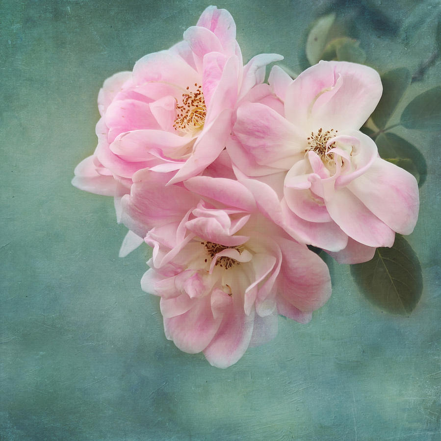 Rose Photograph - Enchanted Pink Rose by Kim Hojnacki