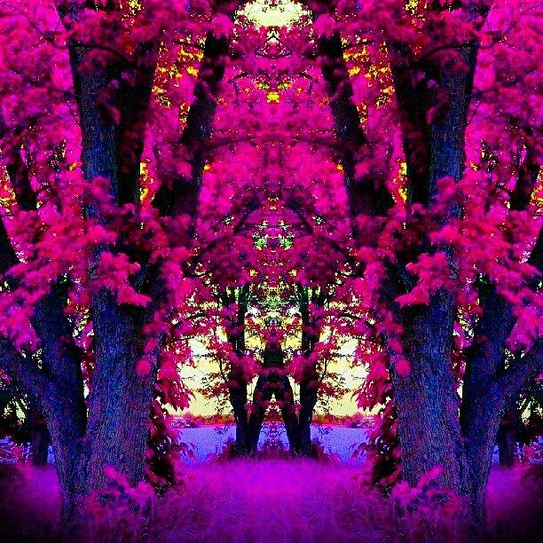 Abstract Photograph - Enchanted Tree #abstract  #android #art by Marianne Dow