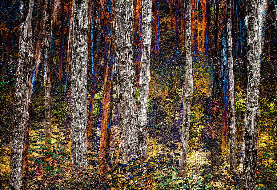 Enchanted Woodland Photograph by Fred LeBlanc