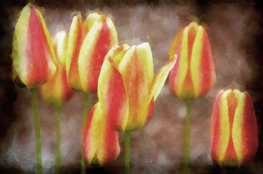 Tulip Photograph - Enchanting Muted by Angelina Tamez