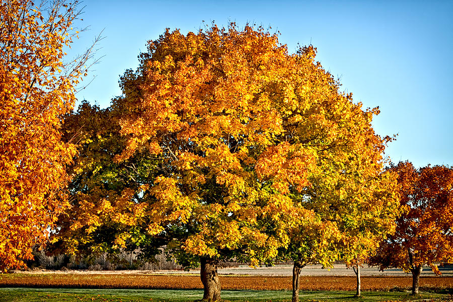 End of Fall Photograph by Gary Smith | Fine Art America