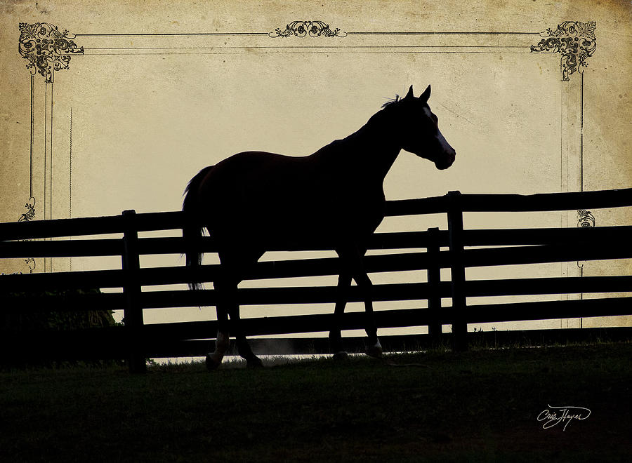 End Of The Day In Georgia - Horse Lovers Must See - Artist Cris Hayes Photograph