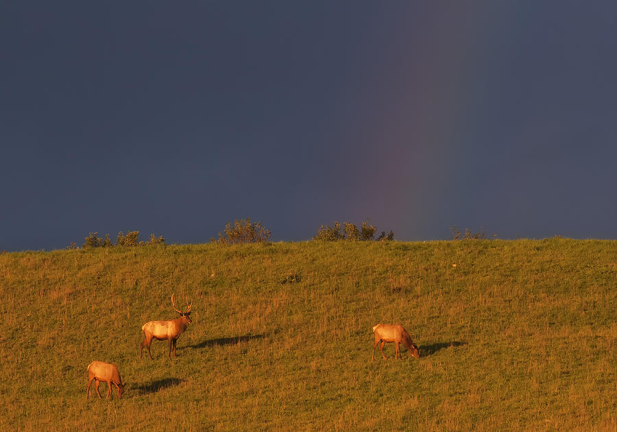 End of the Rainbow Photograph by Wade Aiken