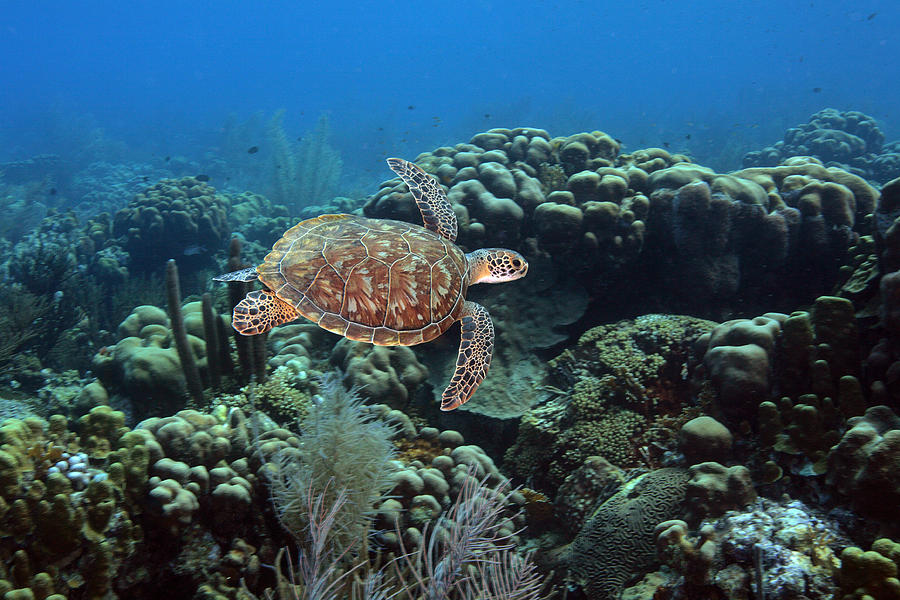 Endangerd Green Sea Turtle, Chelonia Photograph by George Grall