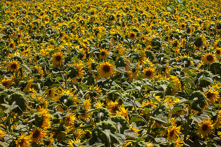 Sunflower Photograph - Endless sunflowers by Garry Gay