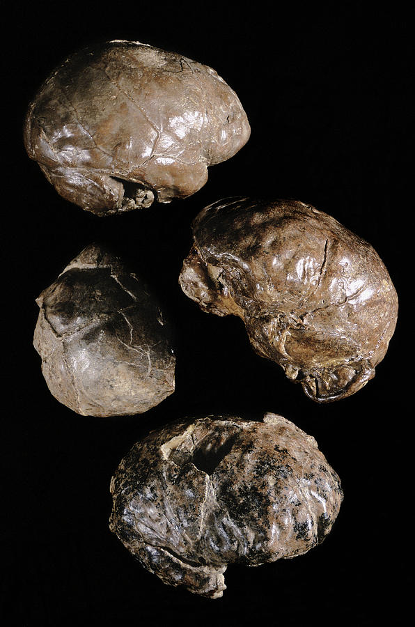 Endocranial Casts Of Australopithecus by Javier Truebamsf