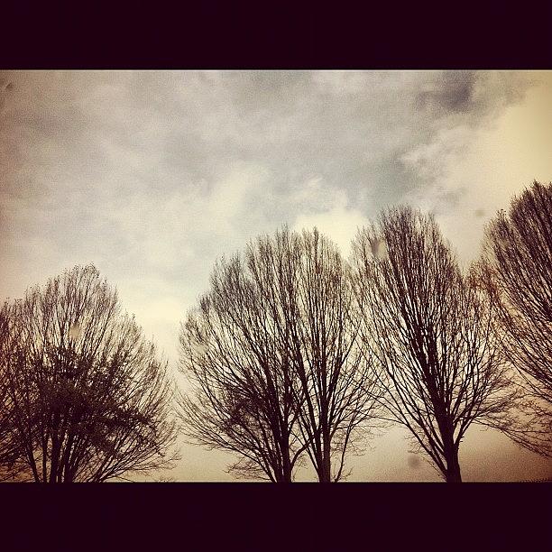Winter Photograph - #endofautumn #winter #trees #treeline by Karen Clarke