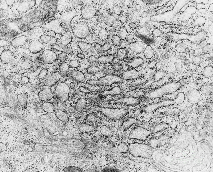 Endoplasmic Reticulum, Tem Photograph by Science Source