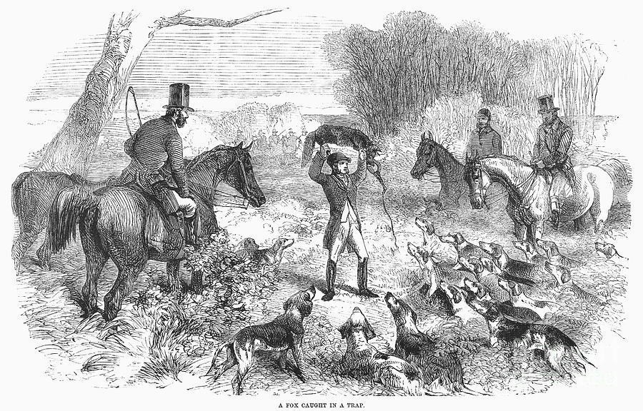 Fox Photograph - England: Fox Hunt, 1859 by Granger